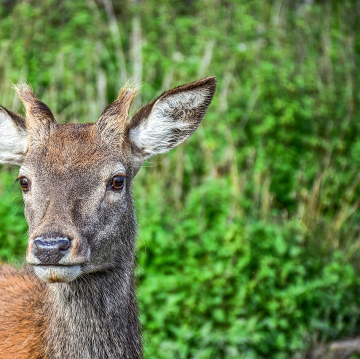 wild deer in forest closeup