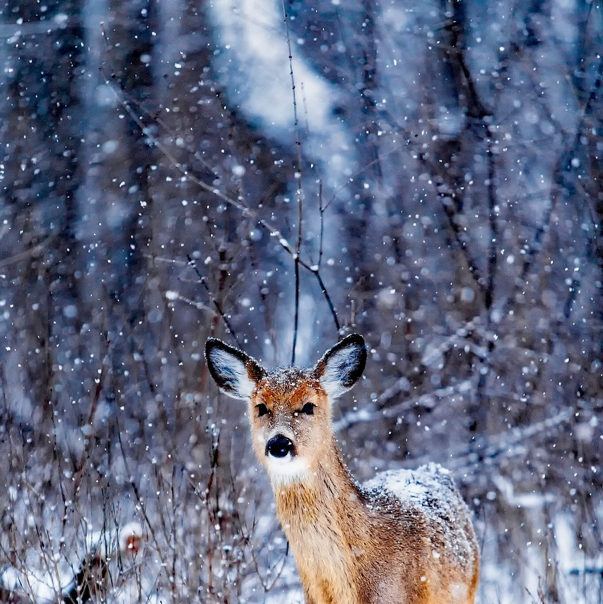 stag in natural habitat